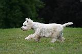 WESTIE 461